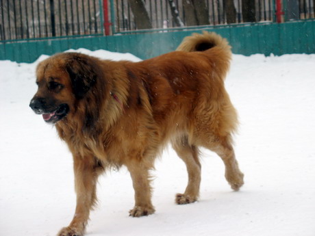 http://grand-baby.narod.ru/Foto/Leonberger/Foks1.jpg